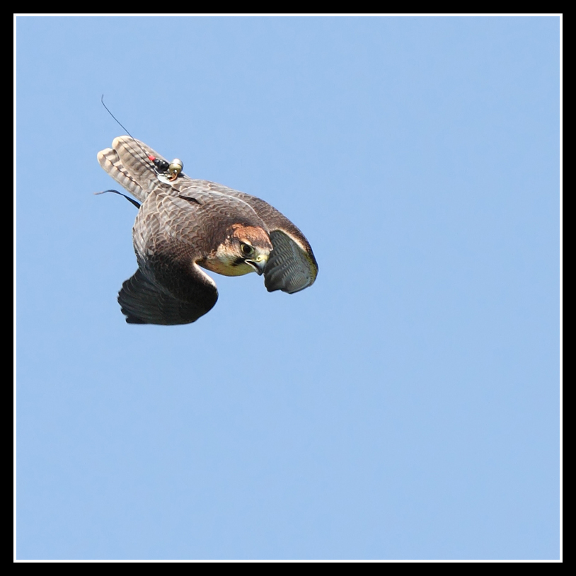 Lanner Falcon