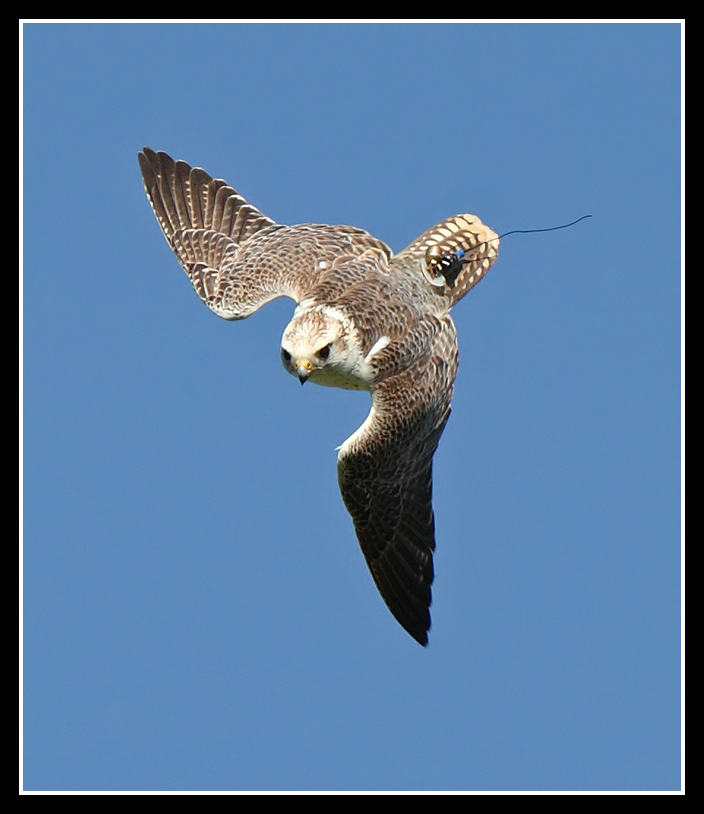 Saker Falcon