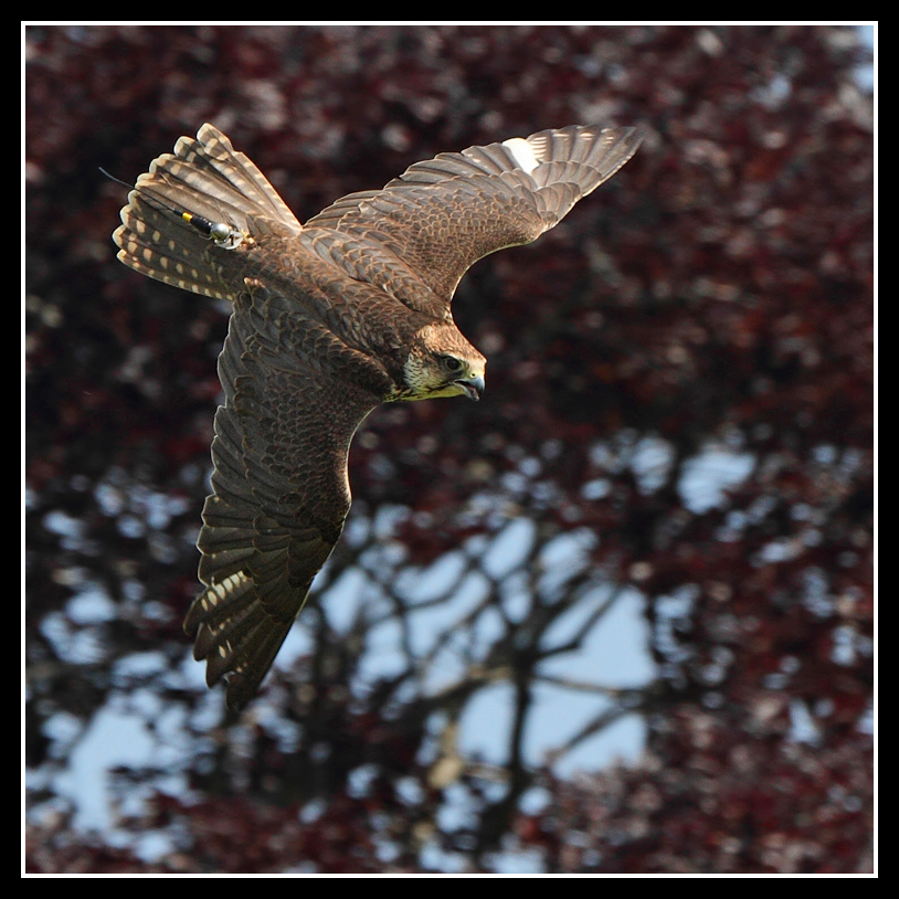 Lanner Falcon