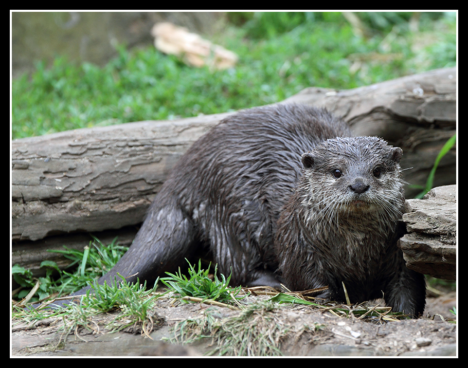 Otter 