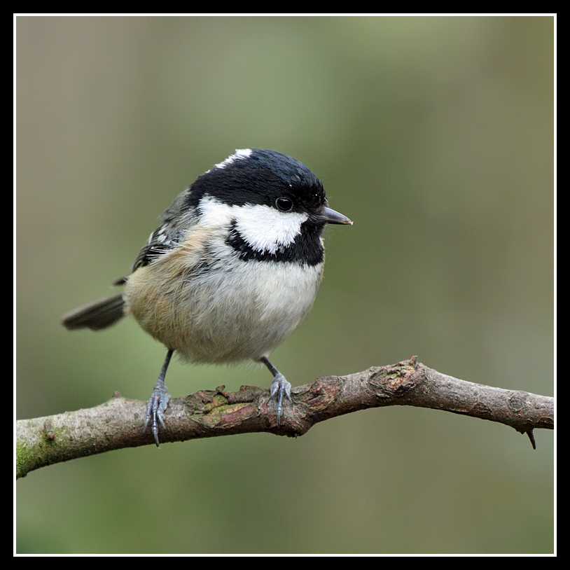 Coal Tit 