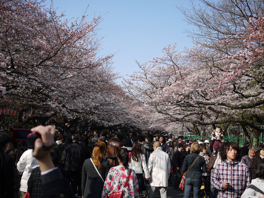 Cherry_in_blossom