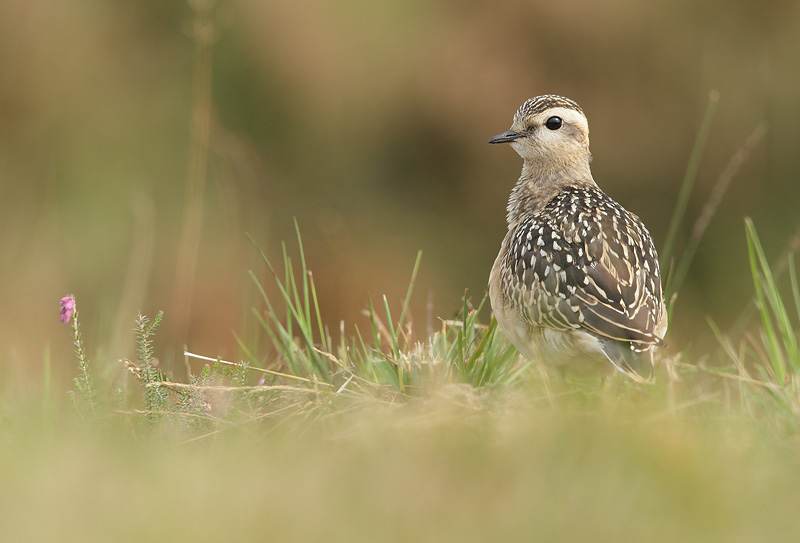 Morinelplevier - Charadrius morinellus, Brecht GSV, 17/09/08