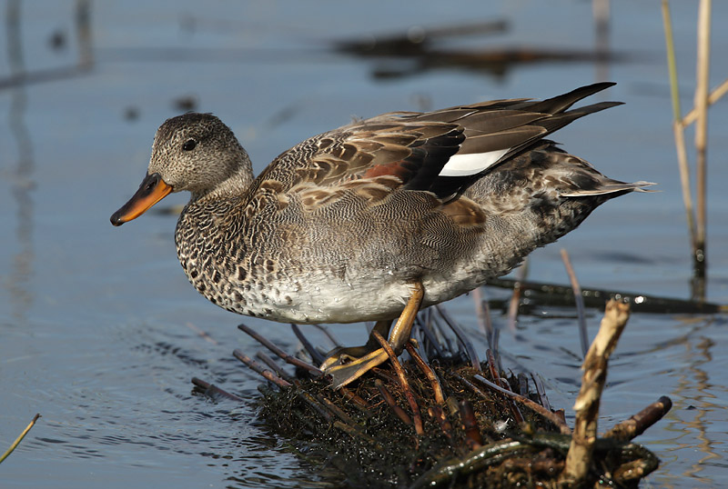 Gadwall - Anas strepera