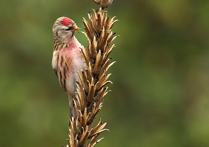 Redpoll - Carduelis flammea
