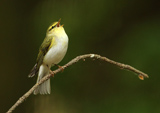 Wood warbler - Phylloscopus sibilatrix