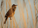 Great reed warbler - Acrocephalus arundinaceus