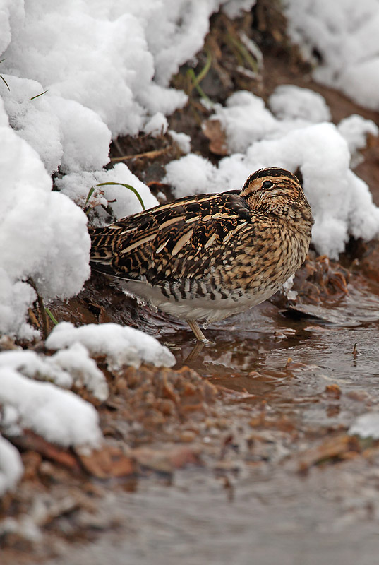 Snipe - Gallinago gallinago