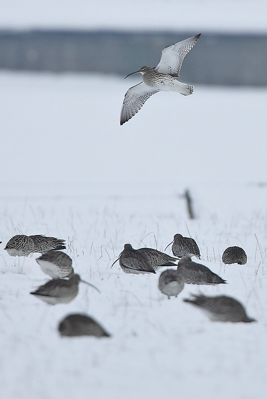 Curlew - Numenius arquata