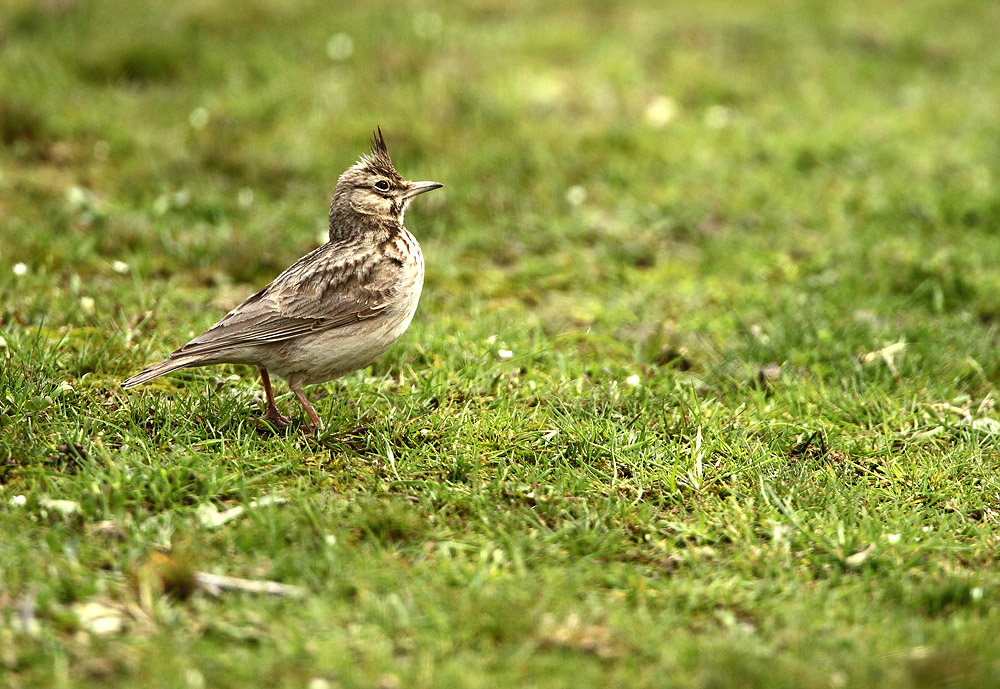 Crested Lark - Galerida cristata