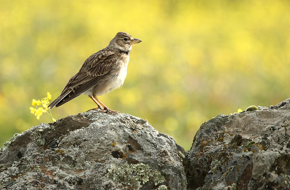 Calandra Lark - Melanocorypha calandra