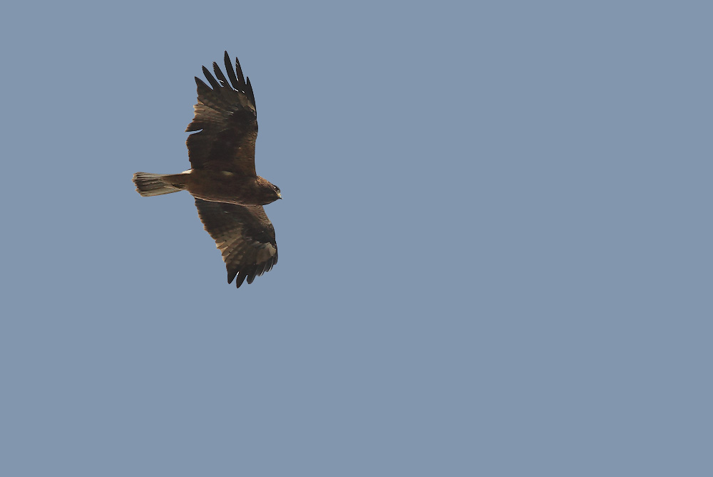 Booted Eagle - Hieeraetus pennatus