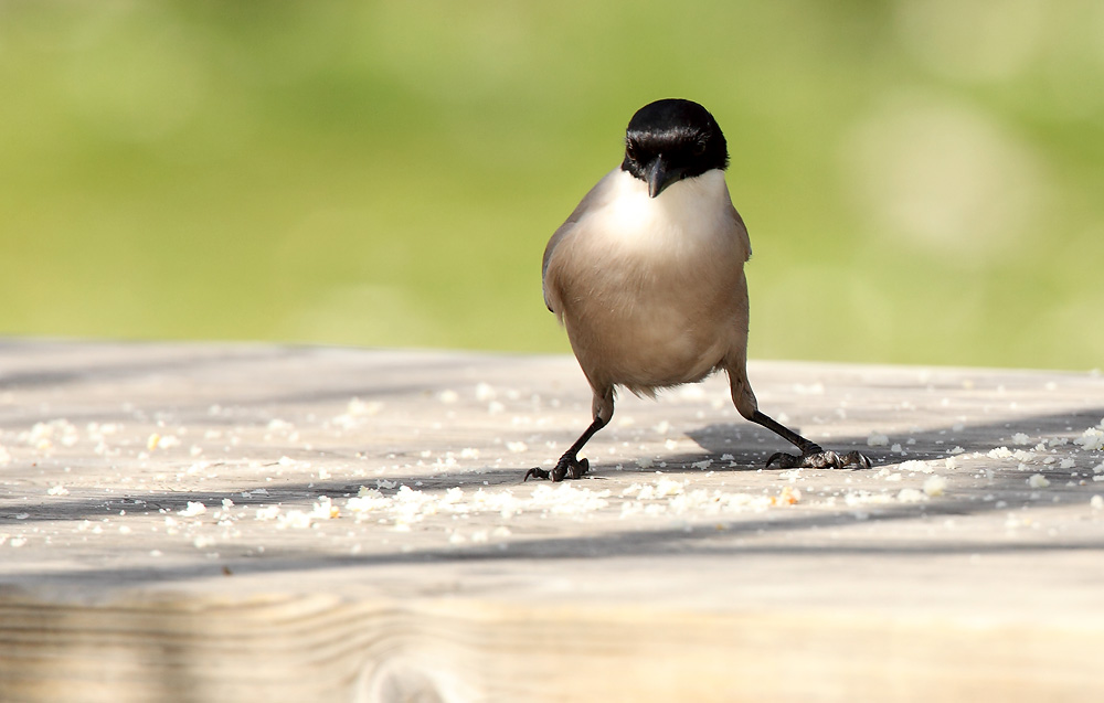 Azure-winged Magpie - Cyanopica cyana