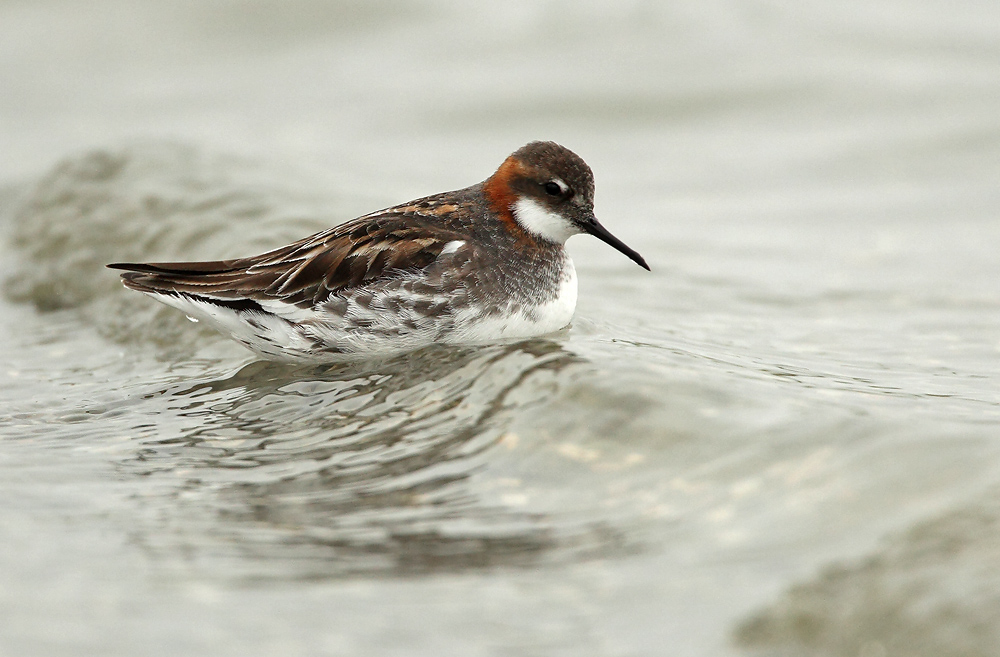 Red-necked Phalarope - Phalaropus lobatus, Hoogerwaardpolder (NL)