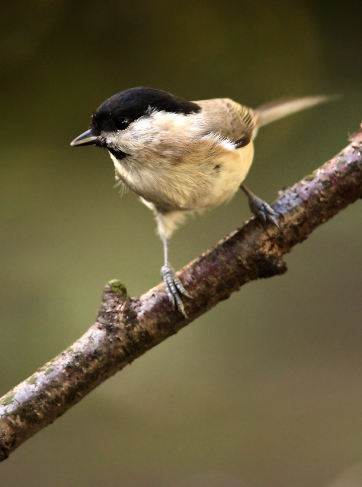 Marsh Tit - Glanskop