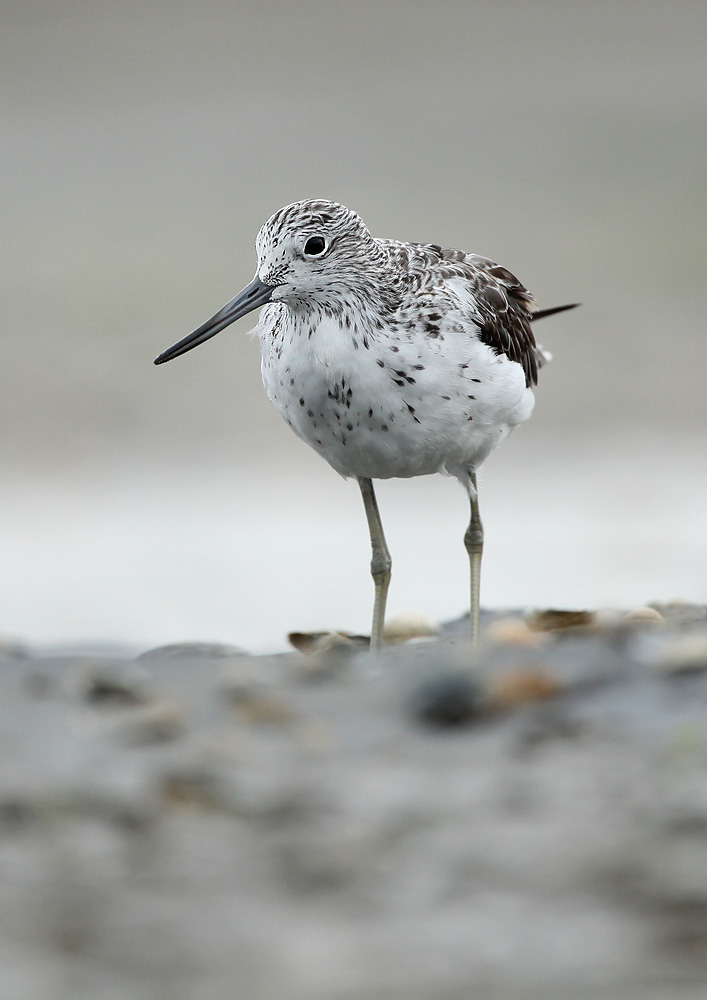 Groenpootruiter - Greenshank