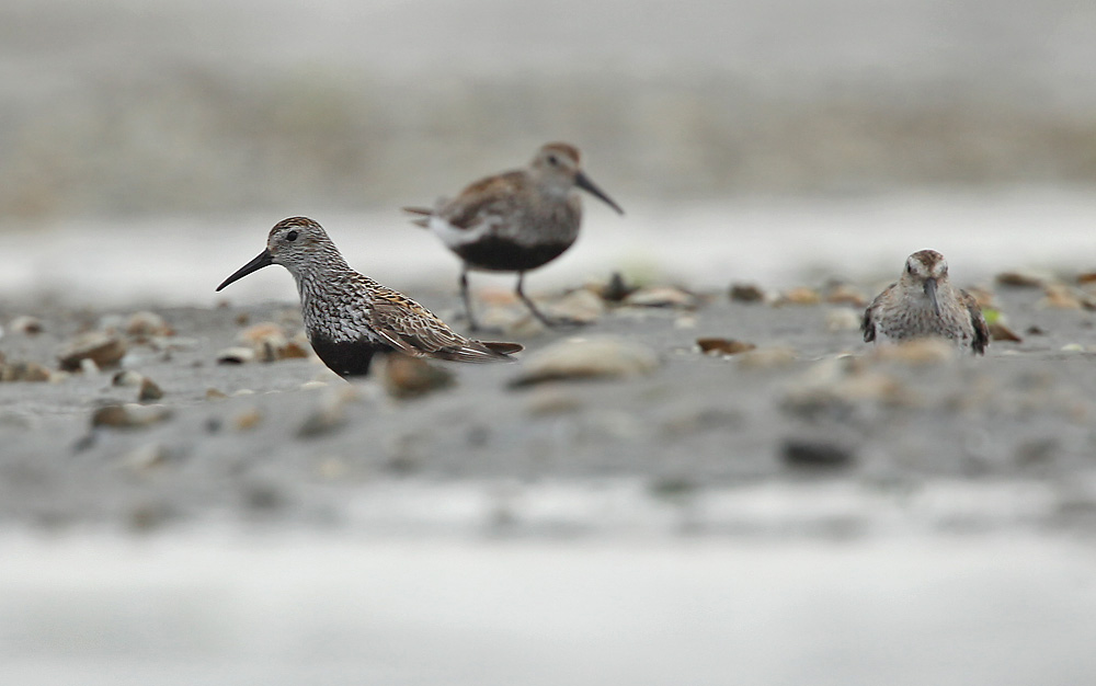 Bonte Strandloper - Dunlin