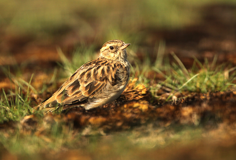 Boomleeuwerik - Woodlark