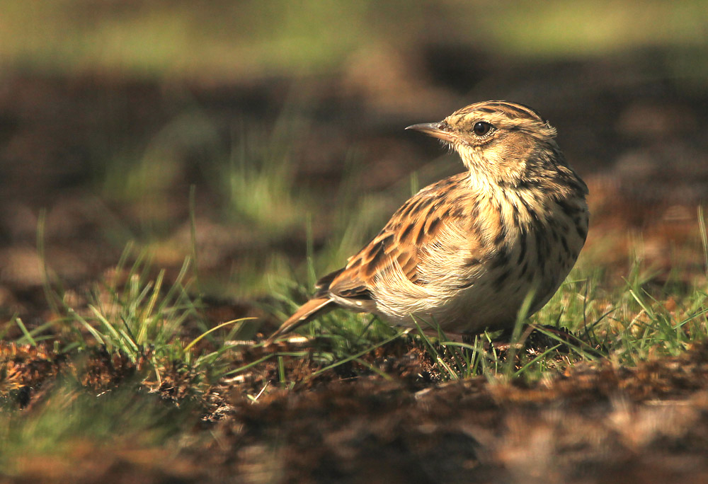 Boomleeuwerik - Woodlark