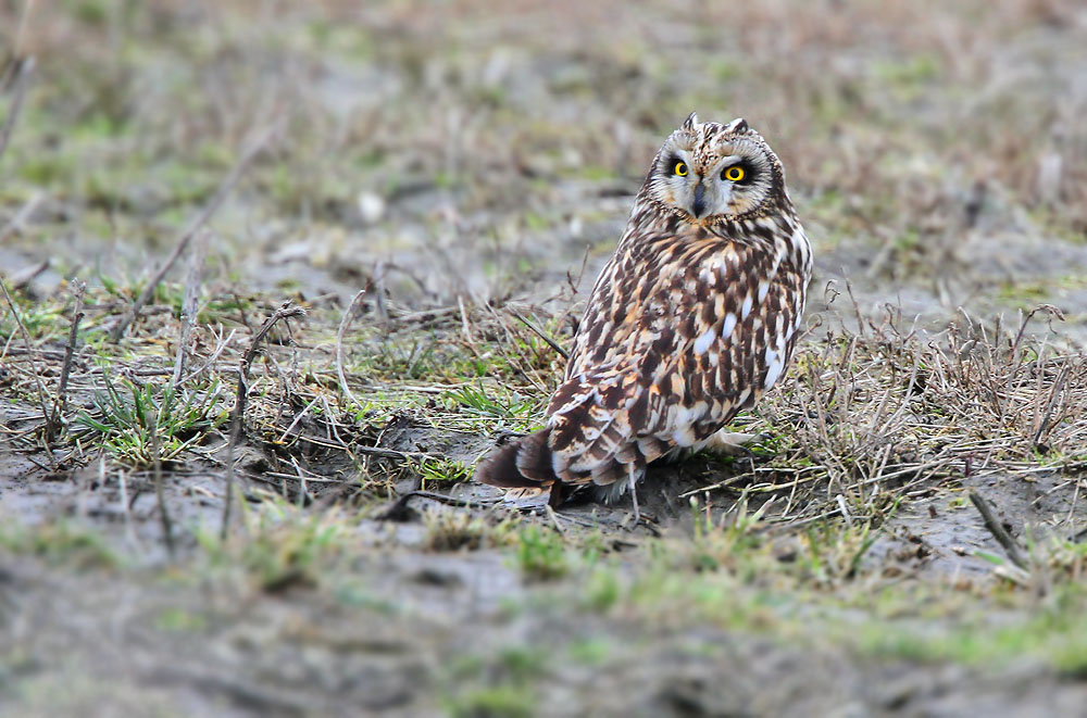 Velduil - Short-eared Owl