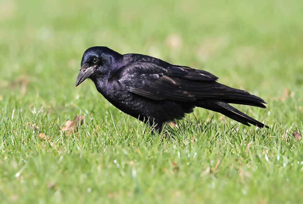 Roek - Rook