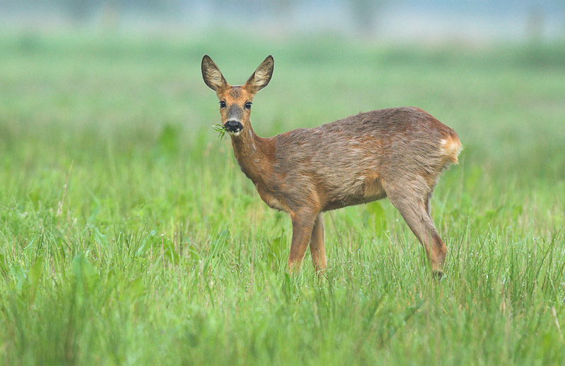 Roe deer - Capreolus capreolus