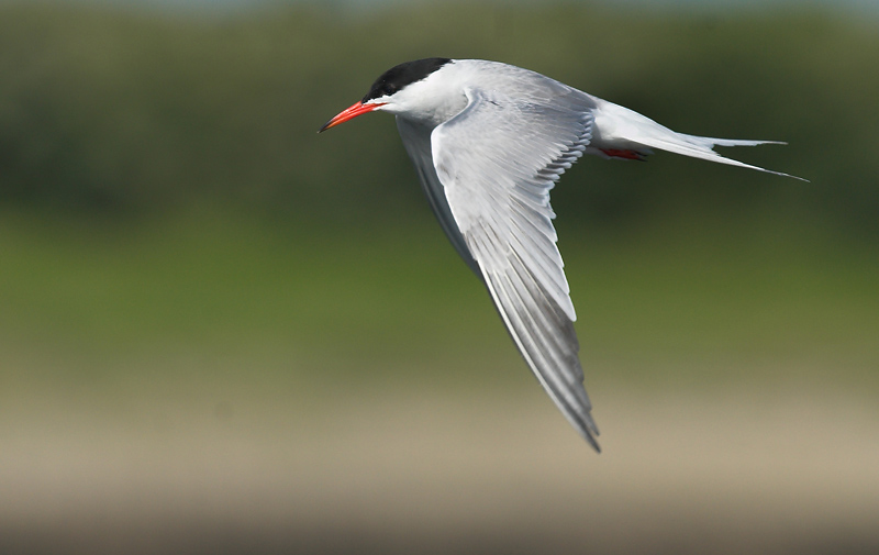 Common tern - Sterna hirundo