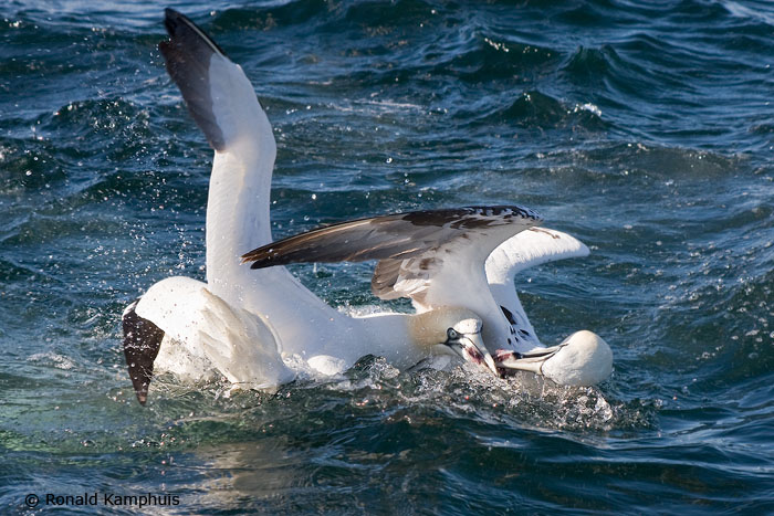 Gannet - Jan van Gent