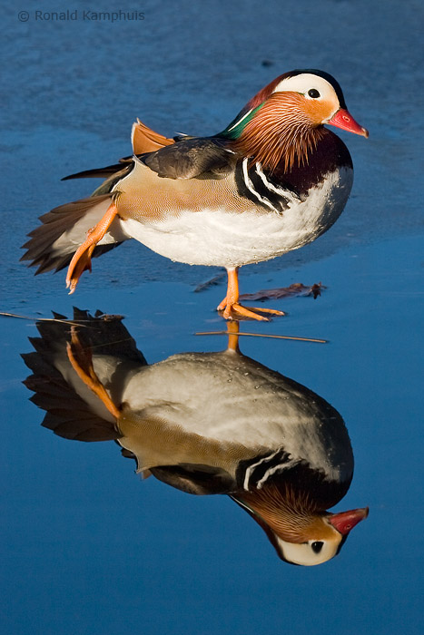Mandarin Duck - Mandarijneend