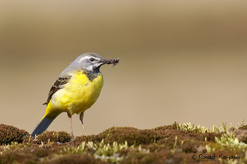Grey wagtail - Grote gele kwikstaart