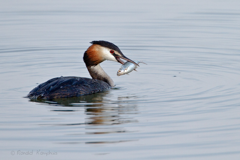 Great crested grebe - Fuut