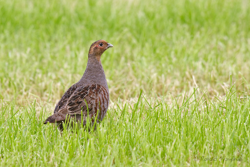 Grey partridge - Patrijs