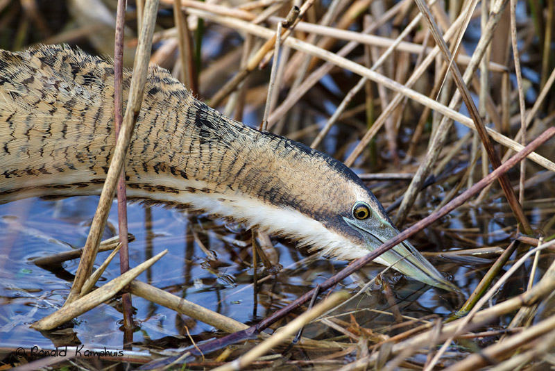 Great Bittern - Roerdomp