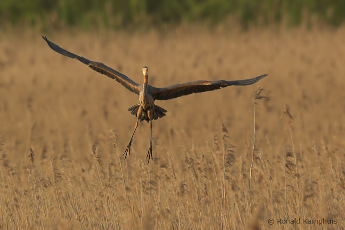 Purple heron - Purperreiger