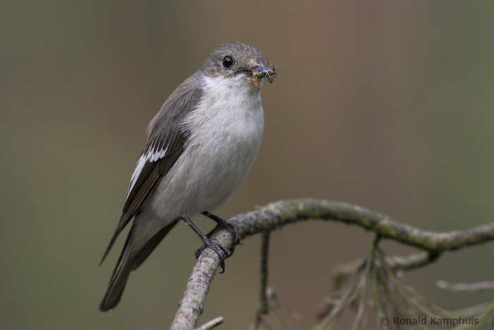  Pied Flycatcher - Bonte vliegenvanger