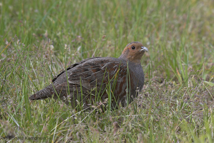 Grey partridge - Patrijs