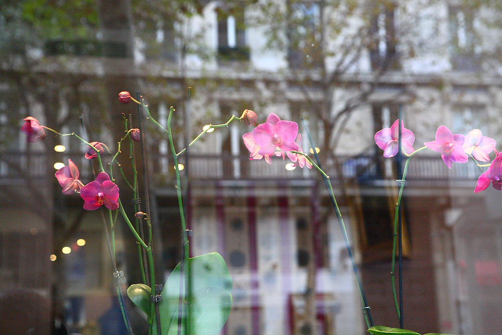 vitrine com orqudeas