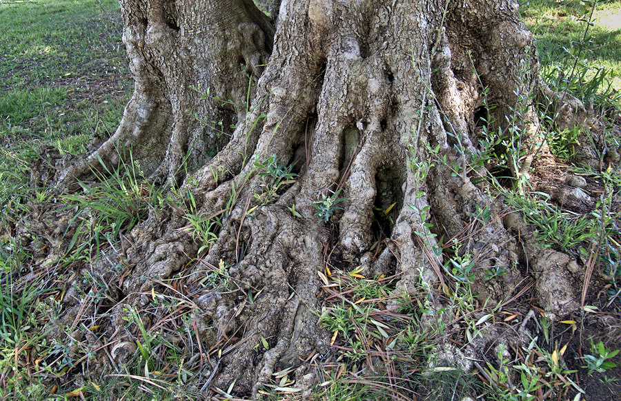 Tree Roots - 2.jpg