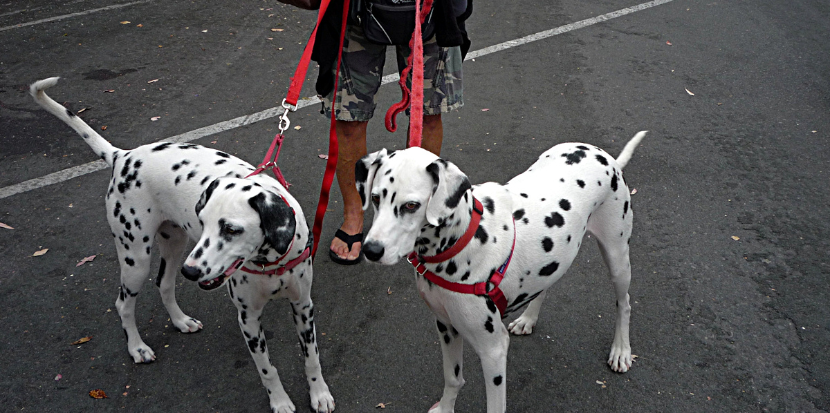 Carlsbad Strret Fair Dogs - 4.jpg
