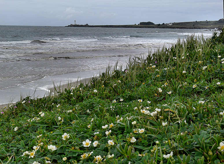 Seascape with Flowers.jpg
