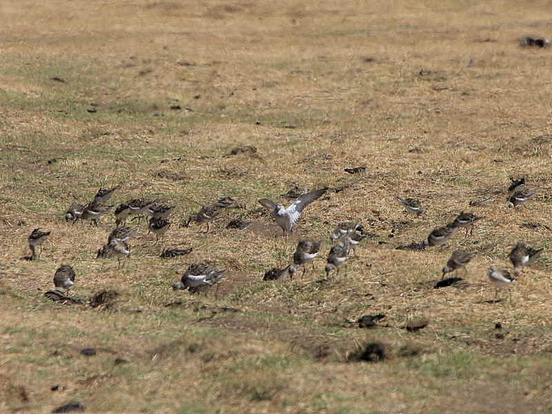 Ruff, Sululta Plain