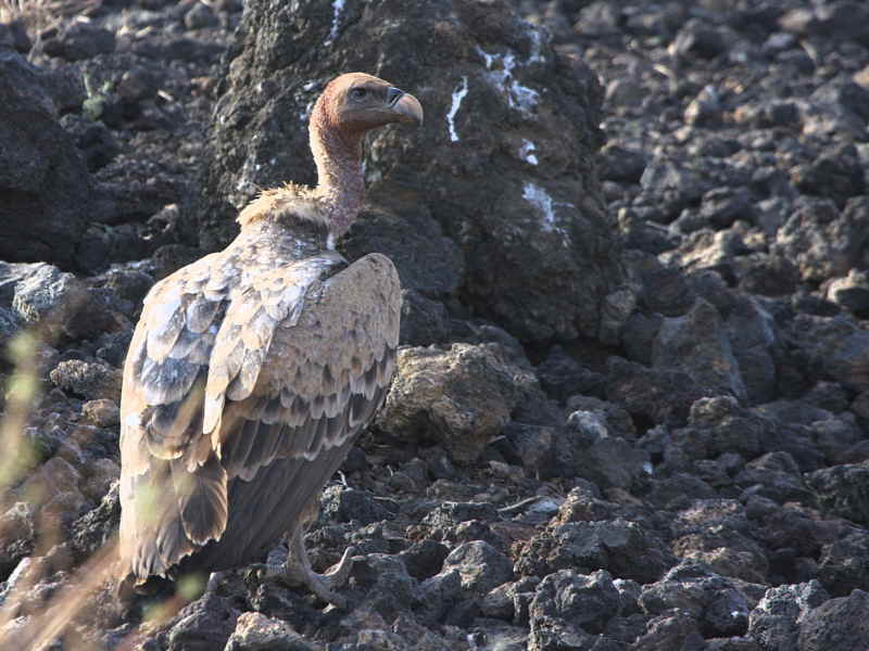 Ruppells Vulture, Fantelle lava field, Lake Beseka