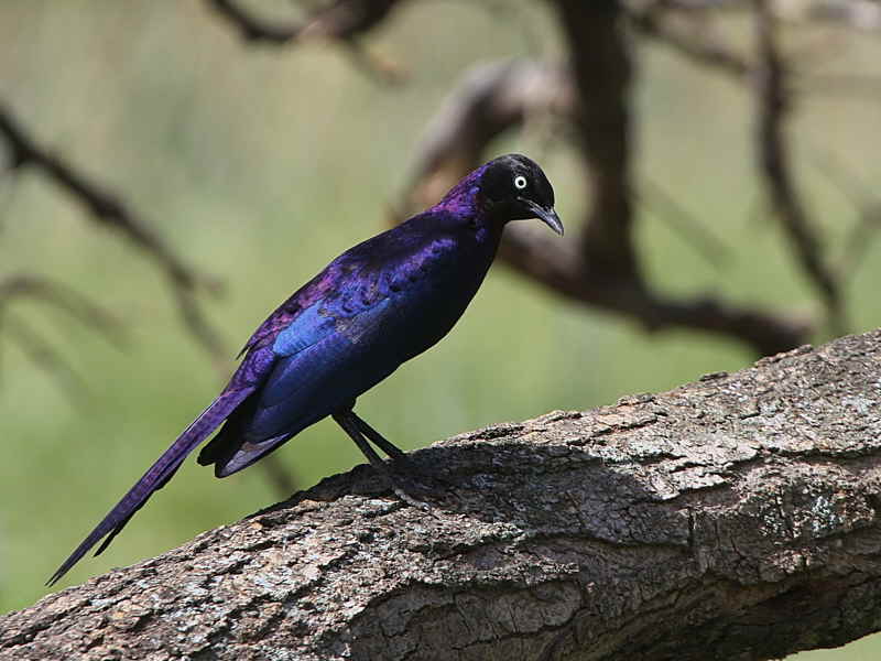 Ruppells Starling, Lake Awassa