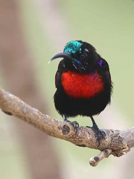 Scarlet-chested Sunbird, Axum