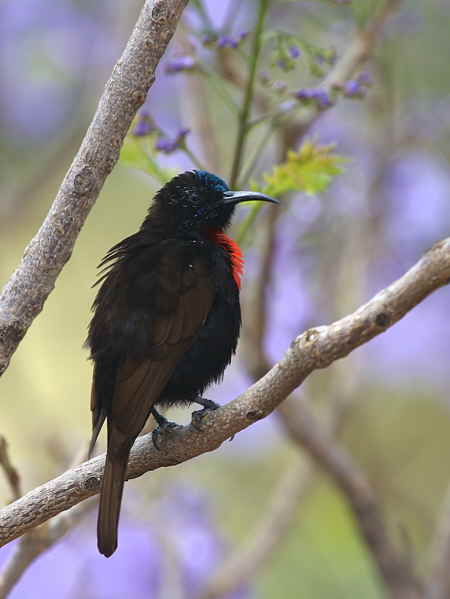 Scarlet-chested Sunbird, Axum