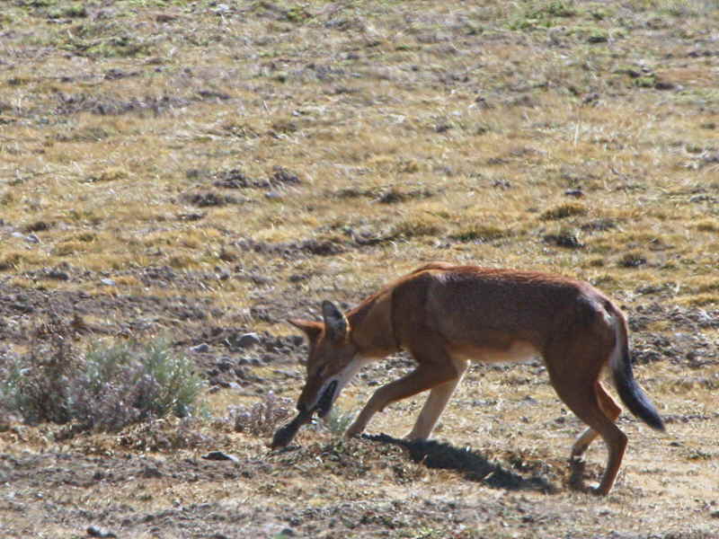 Simien Wolf, Bale Mountains NP
