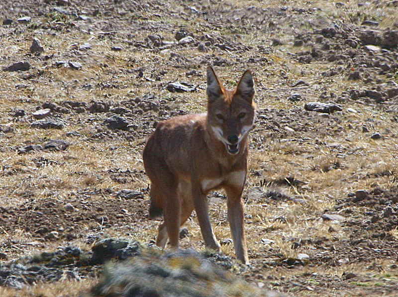 Simien Wolf, Bale Mountains NP