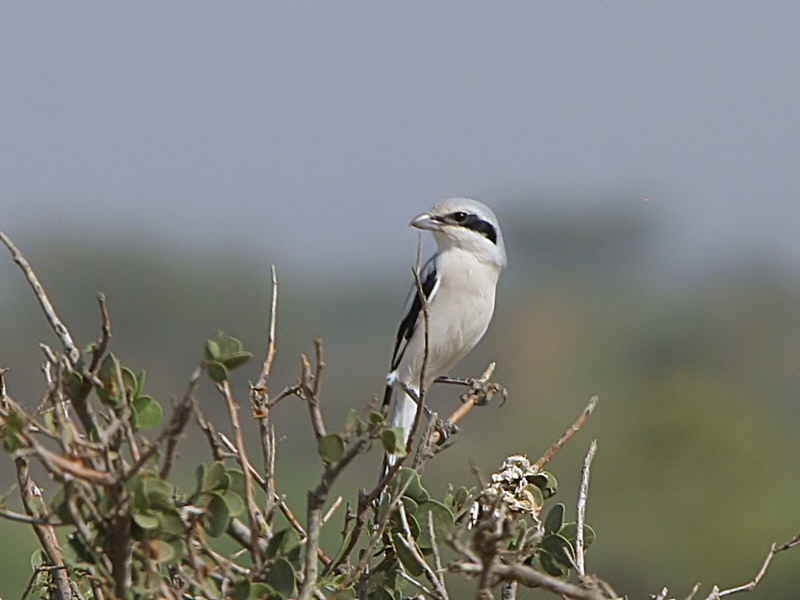 Southern Grey Shrike, Afar Plains