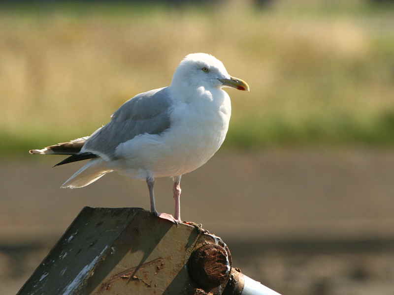Herring Gull, Maidens Harbour, Ayr
