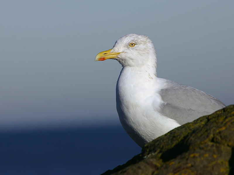 Herring Gull, North Berwick, Lothian